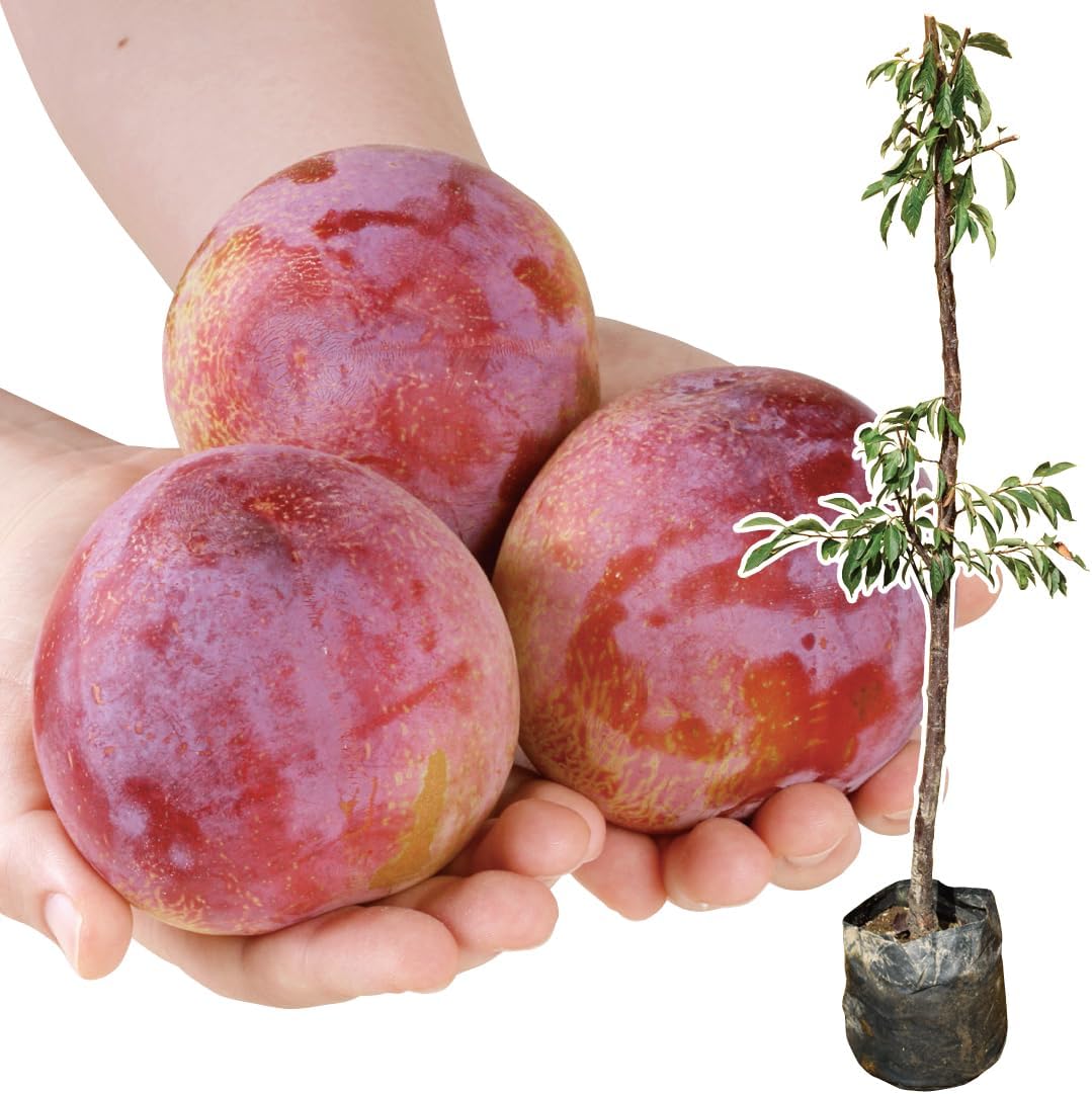 ユーフォルビア ギラウミニアナ ベアルート 発根済み 新緑展開開始